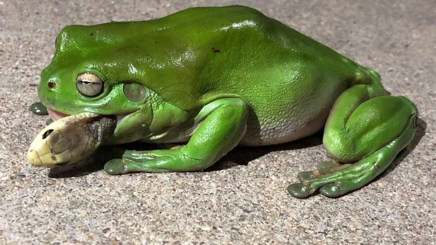 Laubfrosch verschlingt Giftschlange