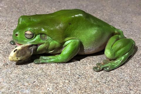 Laubfrosch verschlingt Giftschlange