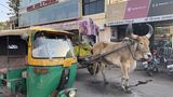 Der Verkehr in Indien zeigt wie es um die Elektromobilität in dem großen Land wirklich steht