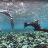 Seehund-Party unter Galapagos  Der größte Teil der Welt ist mit Wasser bedeckt, das weiß auch Google. Mit dem Projekt "Underwater Earth" lässt uns Maps mittlerweile auch an zahlreichen Stellen unter die Meeresoberfläche schauen - und etwa vor den Galapagos-Inseln mit Seehunden tauchen.