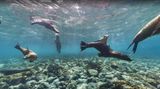 Seehund-Party unter Galapagos  Der größte Teil der Welt ist mit Wasser bedeckt, das weiß auch Google. Mit dem Projekt "Underwater Earth" lässt uns Maps mittlerweile auch an zahlreichen Stellen unter die Meeresoberfläche schauen - und etwa vor den Galapagos-Inseln mit Seehunden tauchen.