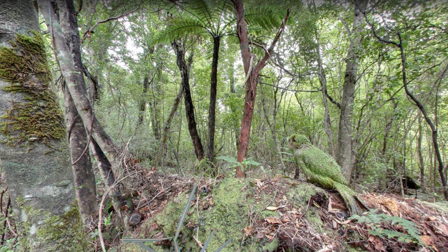 Bedrohte Tierarten in Neuseeland entdecken  Tief im Urwald der neuseeländischen Codfish Island lebt der Kakapo. Der einzige bekannte flugunfähige Papagei ist vom Aussterben bedroht. 