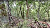 Bedrohte Tierarten in Neuseeland entdecken  Tief im Urwald der neuseeländischen Codfish Island lebt der Kakapo. Der einzige bekannte flugunfähige Papagei ist vom Aussterben bedroht. 