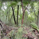 Bedrohte Tierarten in Neuseeland entdecken  Tief im Urwald der neuseeländischen Codfish Island lebt der Kakapo. Der einzige bekannte flugunfähige Papagei ist vom Aussterben bedroht. 