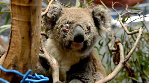 Australien: Ein verletztes Koala-Weibchen sitzt auf einem Baumstamm