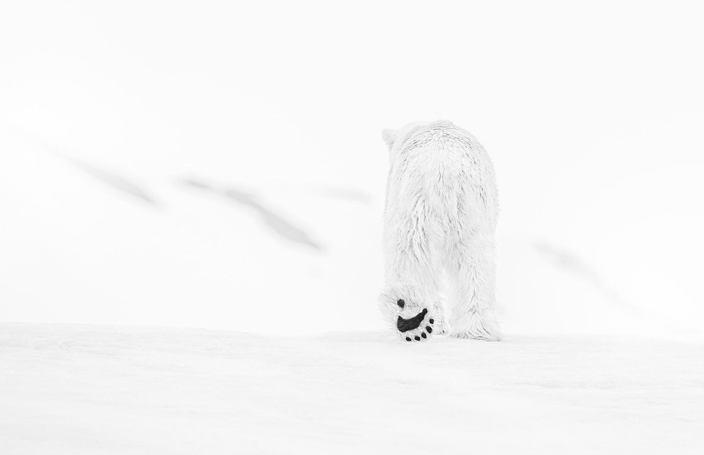 "78 Degrees North" by David Yarrow