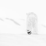 "78 Degrees North" by David Yarrow