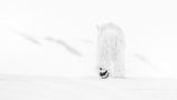 "78 Degrees North" by David Yarrow