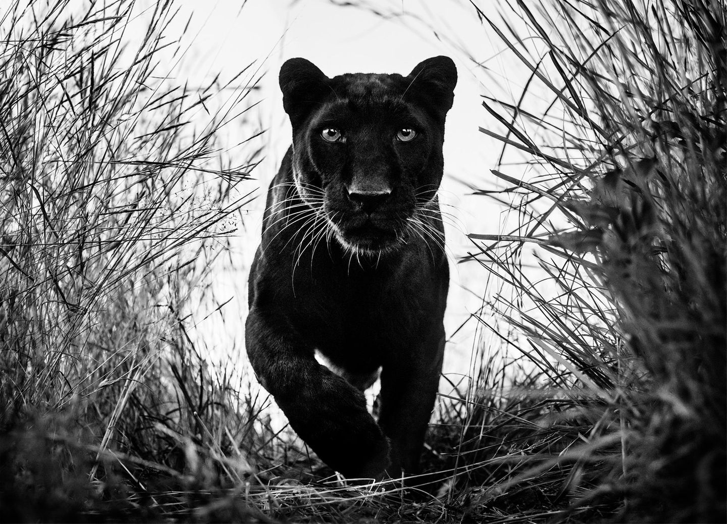 "Black Panther" by David Yarrow