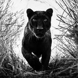"Black Panther" by David Yarrow