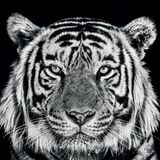 "Rajasthan" by David Yarrow