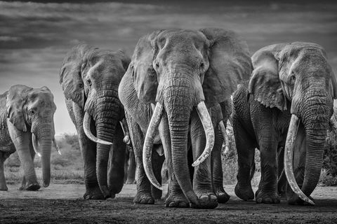 "Squad" by David Yarrow