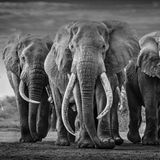 "Squad" by David Yarrow