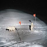 Eisbärmutter und ihr Junges