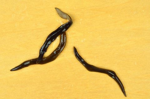Kleiner Wurm mit großem Appetit: Obama Nungara verändert die Zusammensetzung des Bodens.