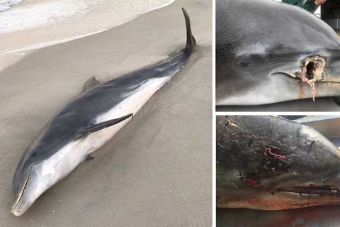 In Florida getötete Delfine