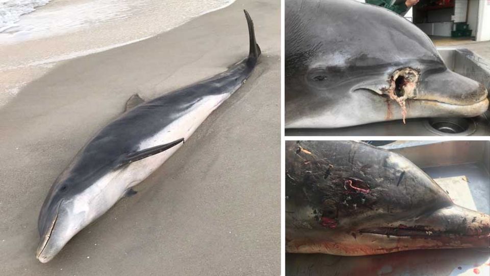 In Florida getötete Delfine
