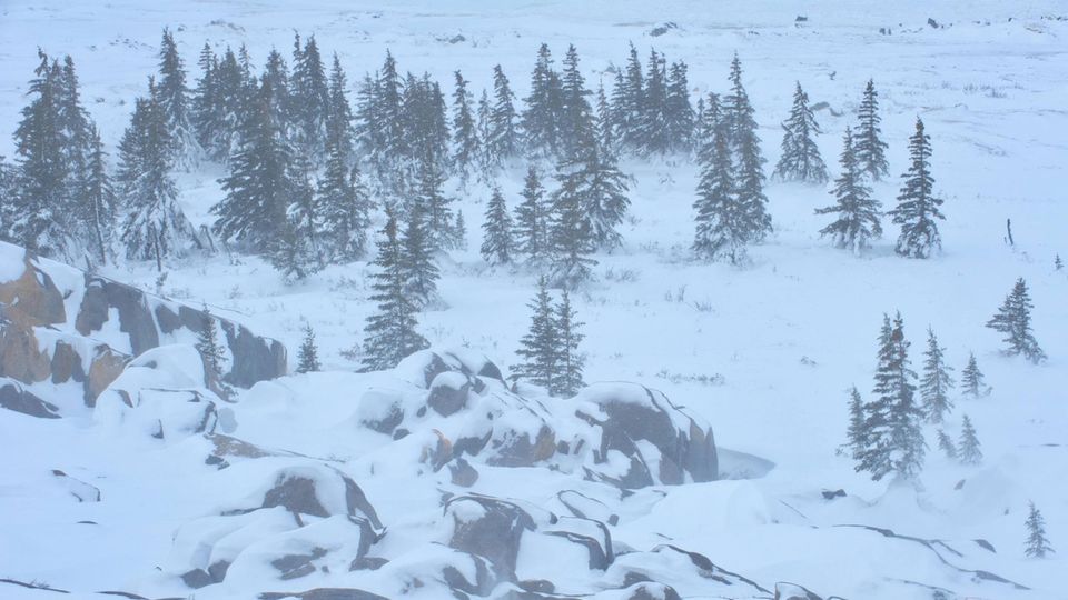 Winterliche Landschaft nahe Churchill, Manitoba