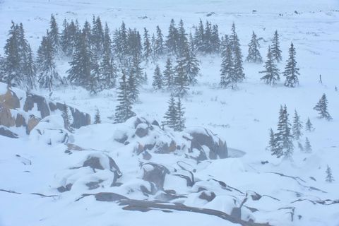Winterliche Landschaft nahe Churchill, Manitoba