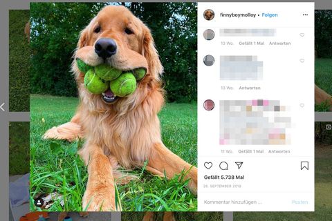 Ein Hund hält sechs Tennisbälle im Maul