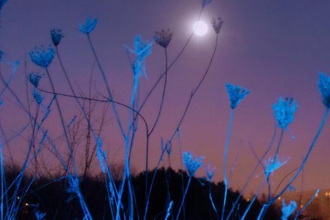 Mond über Florenz / Das Monster von Florenz Netflix