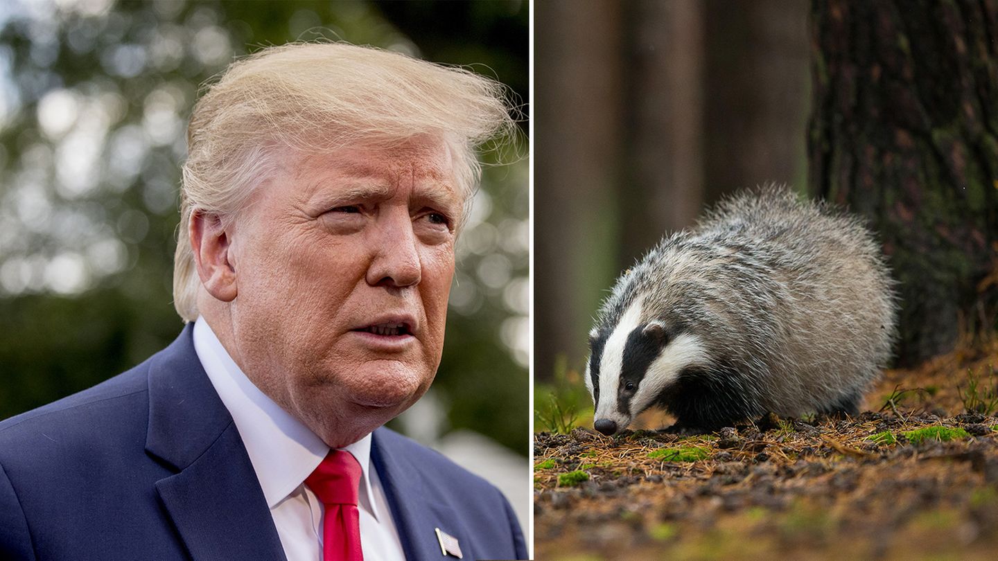 Donald Trump soll ein hohes Interesse an Dachsen zeigen