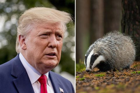 Donald Trump soll ein hohes Interesse an Dachsen zeigen