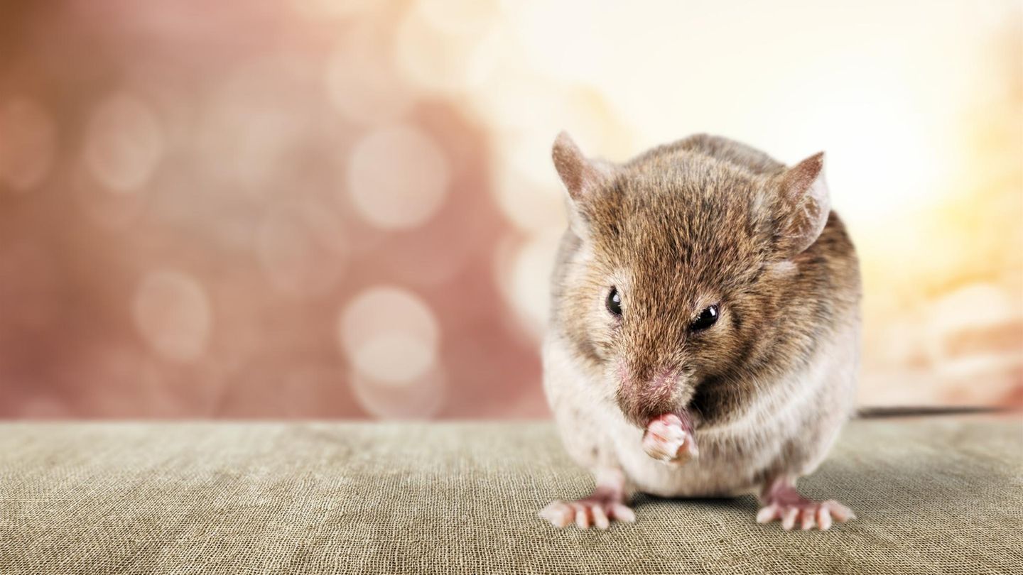 Maus