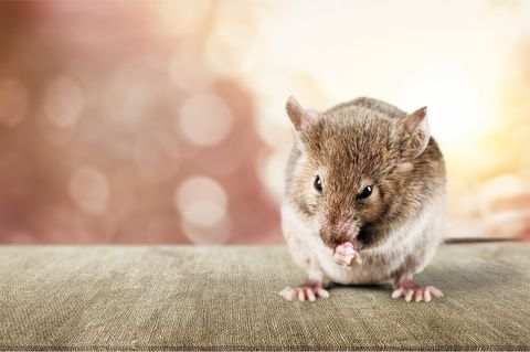 Maus