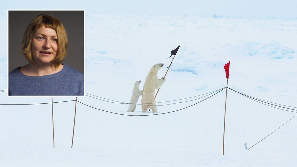 Polarforschung: Rekordschmelze beim Grönlandeis, dünnes Meereis am Nordpol: "Es muss dringend etwas passieren"