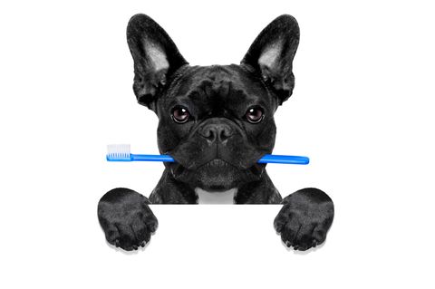 Es gibt auch Zahnbürsten für Hunde