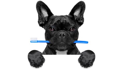 Es gibt auch Zahnbürsten für Hunde