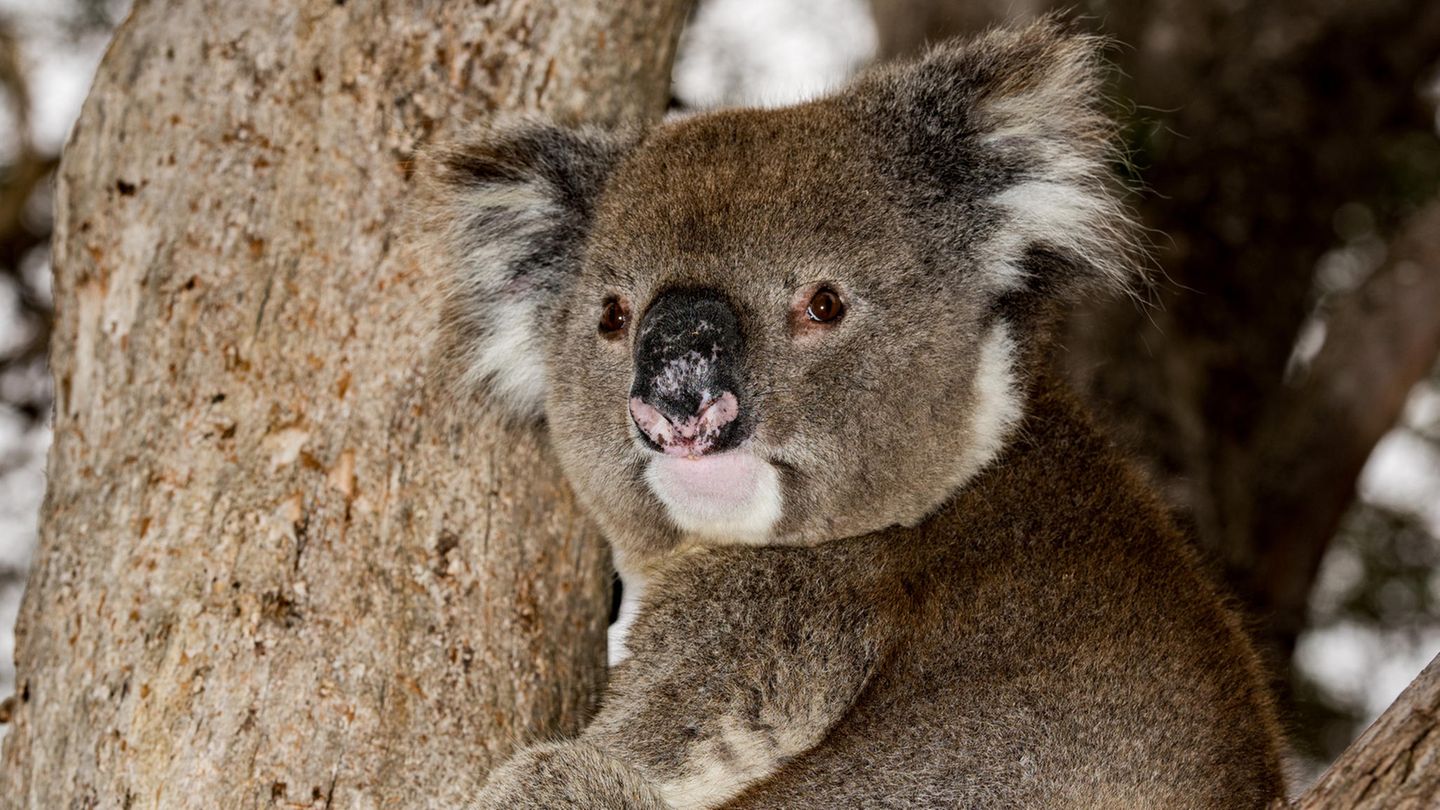 Brande In Australien Koalapopulation In Einigen Teilen Um 85 Prozent Geschrumpft Stern De