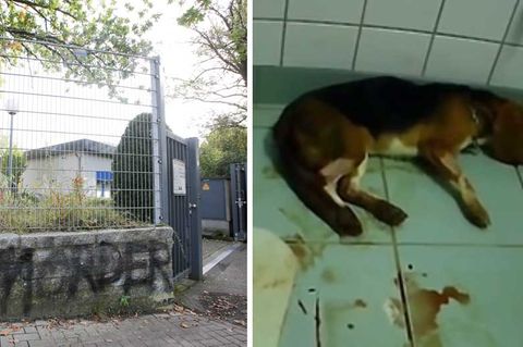 Tierversuchsanstalt LPT bei Hamburg; Hund