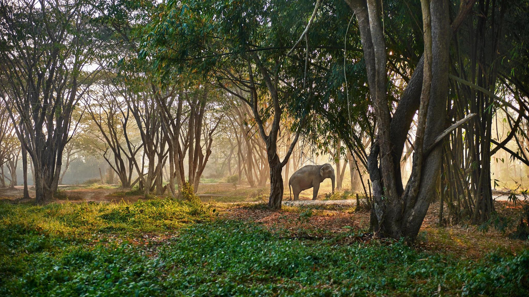 Das „Elephant Valley“