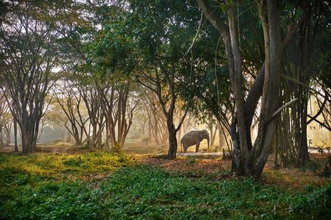 Das „Elephant Valley“