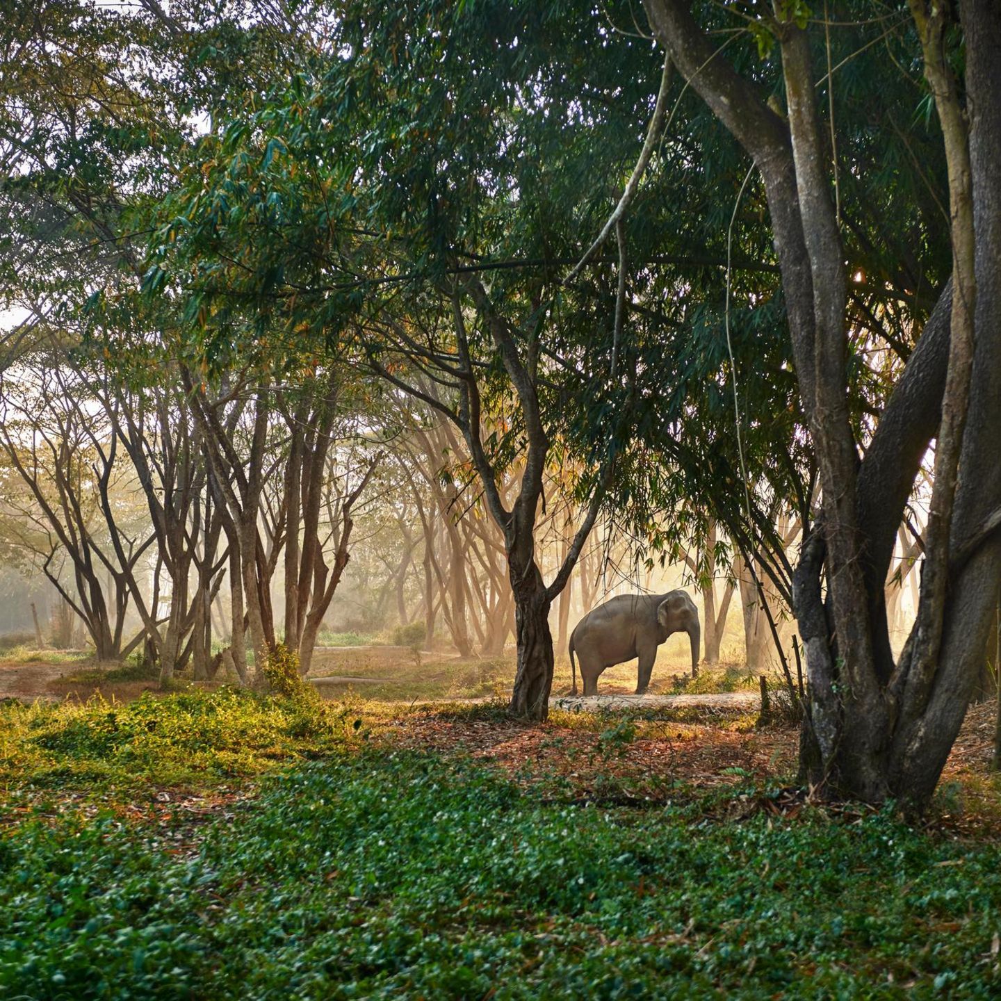 Das „Elephant Valley“