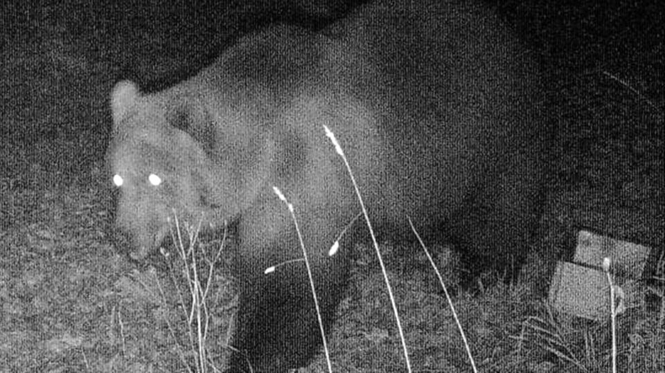 Ein Braunbär läuft auf allen vieren durch die Nacht