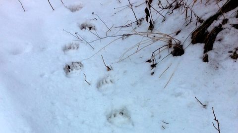 Spuren eines Braunbären im Schnee