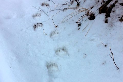 Spuren eines Braunbären im Schnee