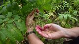 White Elderberry