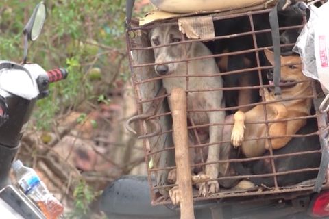 Hunde im Käfig