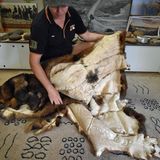 Emily mit Opossumfell