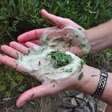 Handfläche mit grün-milchiger Schaum