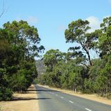 Einsame Straße durch Gumtree-Wälder