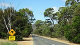 Einsame Straße durch Gumtree-Wälder