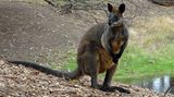 Wallaby
