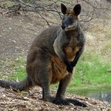Wallaby