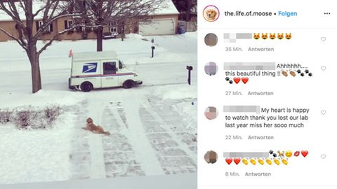 Ein Hund liegt im Schnee und wartet