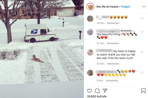 Ein Hund liegt im Schnee und wartet